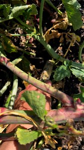 9.8K views · 85 reactions | Harvest elephant garlic #weekend #harvest #garlic #homegrown #backyardgarden #organicfarming #gardenfresh #freshvegetables #fyp | GrowwithChea | Facebook