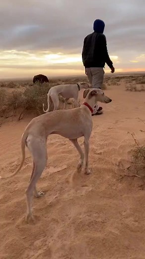 207K views · 6.7K reactions | #greyhoundrescue #salukisofinstagram #الشوايحية #salukicross #salukirescue #gallery #galgolovers | ALGeriaN Saluki | Facebook