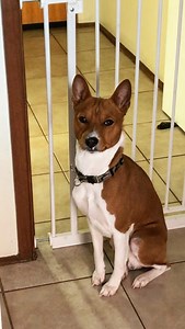 Bring back my girlfriend.! 🐺🔊 . . . . . #basenji #howl #basenjisofinstagram #barkless #lol | Redtri.Basenjis