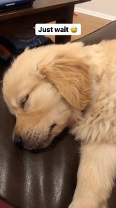 Puppy 🤣 Cre: goldengirl.daisy | Golden Retriever Overload
