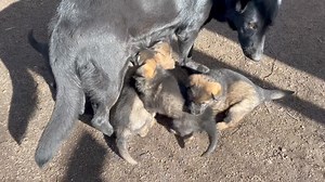 ☀️ Sun’s shinning this morning and so are our ‘Baby Diamonds’ enjoying their milk on tap after working them for the first time along with enjoying some greater boundaries each day now as they’re now 4️⃣ weeks and 2️⃣ days old the fat boofas🤢🤢🤢. | German Shepherds Of North East Victoria-Australia