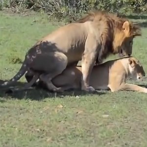 How to mate a Male and female Lions, Tigers | Animal Wild