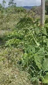 33K views · 396 reactions | Arima? Oh yeah yeah yeah yeah yeah yeah yeah yeah yeah yeah yeah yeah yeah yeah yeah yeah yeah yeah yeah yeah yeah yeah yeah yeah yeah yeah yeah yeah yeah yeah yeah yeah yeah yeah yeah yeah yeah yeah yeah yeah yeah yeah yeah yeah yeah yeah yeah yeah yeah yeah yeah, for sure. | TriniReport | Facebook