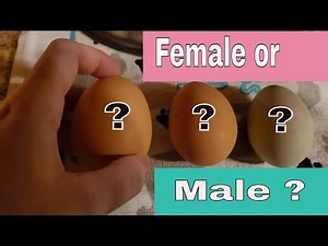 How to tell male or female chick | Vent Sexing | Sexing methods | How to tell gender