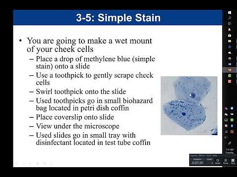 Lab 3-5: Simple Stain