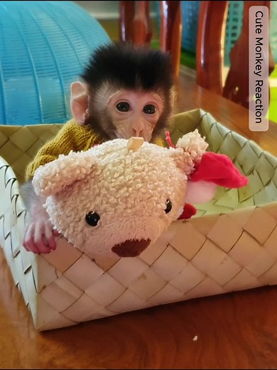 Monkey Lover 04 on TikTok