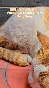 樂樂 | 貓咪 紅磡 香港 | Funny Cats | Hung Hom Hong Kong #貓咪 #funnycats #威記電台 | RT WK | Facebook
