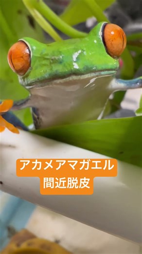 アカメアマガエル脱皮近距離 #カエル #pet #frog #癒し #両生類 #アカメアマガエル #脱皮 #可愛い #森の妖精