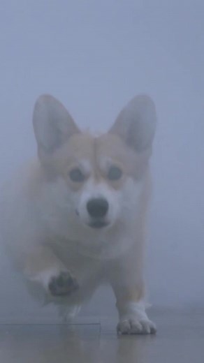 2.8K views · 18 reactions | We're binge-watching all of Cheddar's cutest moments from Brooklyn 99 this #InternationalCorgiDay Share this with a Corgi lover勺#ComicConIndia #ComicCon #Brooklyn99 #B99 #JakePeralta #AmySantiago #Cheddar #CheddarTheCorgi #CaptainHolt #Corgi | Comic Con India | Facebook