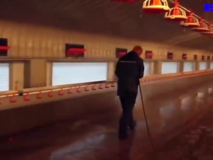 2.9K views · 124 reactions | PoultryFarming management | Pakistan Poultry Farming | Facebook