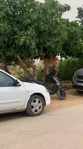 👊🇩🇿🐐😆 | Map Of Algeria