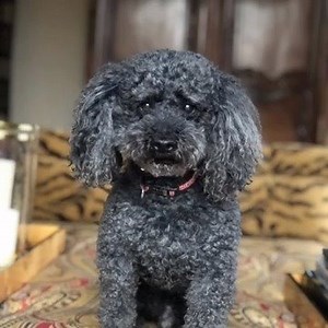 Toodles shares a little ProfitTime perspective… | vAuto by Cox Automotive | Facebook