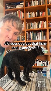 Dog with fishy anal gland smell. DIY all natural dog deodorizer #dogsmell #DIY #natural #holistic #veterinarysecrets | Daily Pet Tips