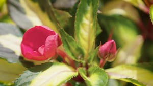 Garden Express on Reels