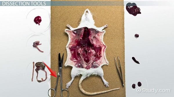 Dissection Definition, Tools & Uses