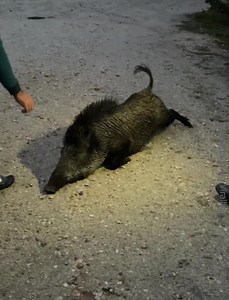 Petting a Wild Boar | Jacoby Ray