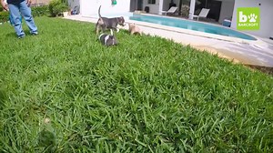 VERY STRONG | The Bully Cup All Breed Dog Registry