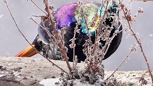 male Himalayan Monal (棕尾虹雉,Lophophorus impejanus), in #Tibet (Xizang) autonomous region. It is also known as the "nine-colored bird", thanks to the iridescent metallic-colored plumage on the neck and wings of the adult male bird. It is under top-class state protection in #China, and is the national bird of #Nepal. Tibet region continues to rank among the best places in the world for ecological quality.(朱聪) ❤❤❤ #Chinese #nature #birds #wildlife #travel #peace #beauty #神奇动物在西藏 | Lin hillside