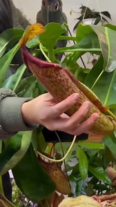 Carnivorous plant Is pitcher plant a medicinal plant? Pitcher plant taken by mouth has been used in alternative medicine to treat constipation, urinary tract problems, digestion problems, fluid retention, and other conditions. #addsonreelsmonitazation #reelsvideoシ #streamadsonreels #highlights2024 #addsonreels2024 #addsinvitation #followersシ゚ #highlightsシ゚ #reelstrending #reelsfacebook #plantitasandplantitos #plantitaph #reelsfollowers #highlights | Harden sa Siyudad