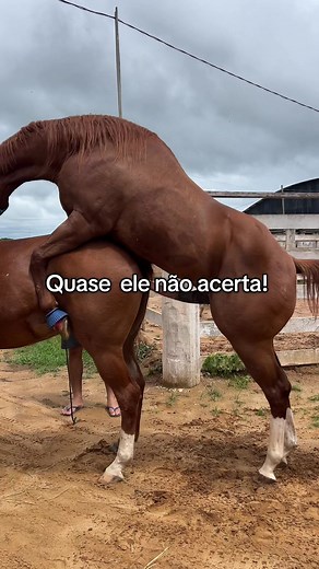 Quase Ele Não Acerta: A Saga dos Cavalos em Ação