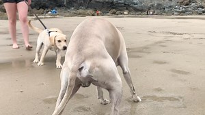 Saying hello | Billy Whippet