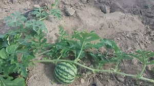 WATERMELON FARMING IN RUFUNSA ZAMBIA | 𝐌𝐒𝐈𝐍𝐉𝐄 𝐀𝐆𝐑𝐎 𝐒𝐎𝐋𝐔𝐓𝐈𝐎𝐍𝐒
