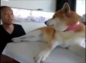 11 reactions · 11 shares | Meet Mari, the world's meanest dog! In this series of short clips, watch as his loving paw-rent tries to shower Mari with love and affection, only to be met with rejection. Every. Single. Time. (Video credits: YouTube user, TV SUB) #petsmagazinesg #shibainu #dogstagram #instadogs #dogsofig #igdogs #funnydogs #cutedogs | PETS Magazine | Facebook