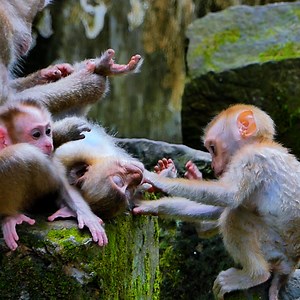 Lucie and baby LEO take care sister Rainbow so comfort | Monkey Rainbow