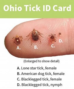 Ticks are now common year-round in Ohio. See species, hot spots, how to remove and avoid them