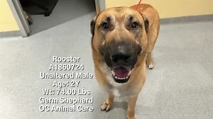 UPDATE: EUTHANIZED 04/16/2024 So sorry we could not save you Rooster. 💔 URGENT CODE RED - EUTH LISTED! Two year old German Shepherd, Rooster, needs rescue commitment by 4/11/24 or he will face euthanasia at OC Animal Care. Rooster was found as a stray in Santa Ana. RP had no issues capturing the dog and bringing it to OCAC. No health or behavioral issues noted by RP. No issues handling the dog; was cooperative when getting a weight and housing in a transit cage. Seems to be friendlier with male