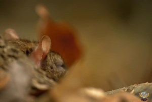 167K views · 3.6K reactions | Puff adder - हिन्दी डॉक्यूमेंट्री #snake #wildanimals #puffadder #documentary #wildsearthtv | Wild Earth HDTv | Facebook