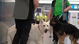 Dogs at Finland's Helsinki Airport will be sniffing airline passengers looking for anyone infected with Covid-19. | HOY International Business Channel