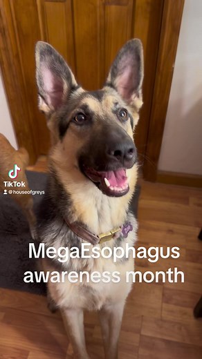 Homeless Paws NJ on Reels