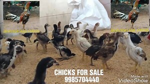 CHICKS FOR SALE ( నాటు కోడి పిల్లలు అమ్మబడును ) 250 RS each oneday chick at Bhaviish Asil Farm Watch on Youtube:- https://www.youtube.com/watch?v=Fqf3xlIbp1o Youtube channel:- https://www.youtube.com/user/lakshmanalzerpharma/videos | BHAVIISH ASIL FARMS