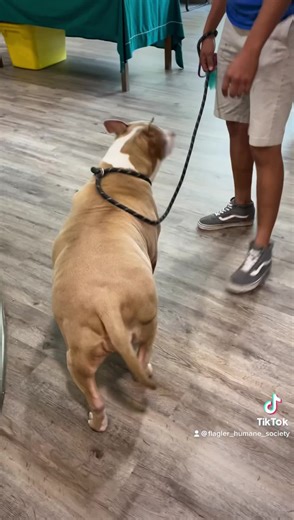 1.6K views · 49 reactions | #bigbertha needs a home to continue to help her reach her goals! Could you be the one to save her??? #fatloss #epicjourney | Flagler Humane Society Inc. | Facebook