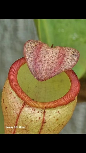 Tropical Pitcher Plant | Carnivorous Plantkenstein