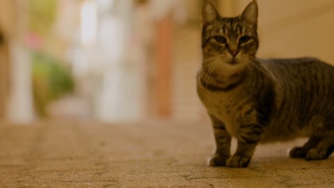 Renault 5 Turbo 3E - First public runs at the historic Tour de Corse rally