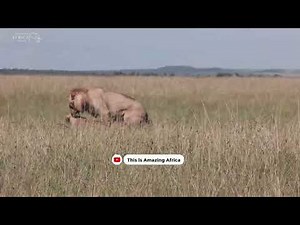 Lions Mating!!! See how these Lions make love.