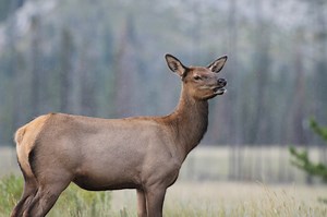As Female Elk Age, They Become Practically Impossible to Hunt