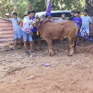 Wow Sapi Besar Eks Kalajengking Yaitu Griduh Di Pasangkan Ke Tim Selebritis Nyasar. | Kerapan Sapi Madura