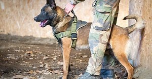 Animaux. Pourquoi un chien de l'armée française a été décoré au Royaume-Uni