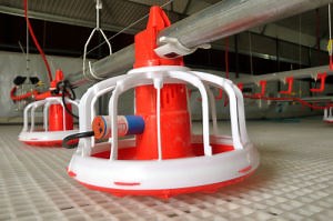 [Hot Item] Automatic Chicken House Feeding System Chicken Feeding Line