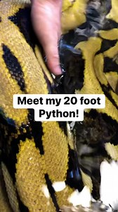 Helping my 20 foot Python shed! #python #snake #snakesofinstagram #reptiles #nature #reels #tiktok | Brian Barczyk