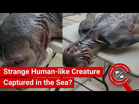 FACT CHECK: Viral Video Shows Strange Human-like Creature Captured in the Sea?