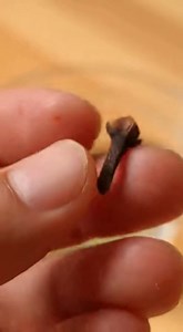 Un simple clou de girofle peut devenir une plante entière | ღ ღ Astuces beauté santé et recette pour Femme ღ ღ