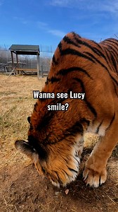 Lucy is ALL smiles after some paint enrichment! 🐅😸 #tiger #tigers #rescuetiger #rescuedtiger #animalsanctuary #animalrescue #flehmenresponse #stinkyface #jacobsensorgan #allsmiles #bigcat #catenrichment #catbehavior #wildcatsanctuary | Wildcat Sanctuary