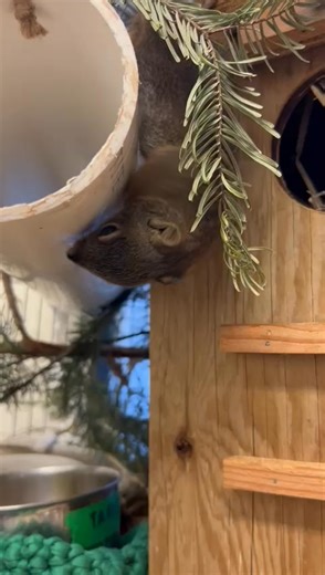 This American Red Squirrel came to us as an orphan. Initially, he required constant attention and regular feeding of a milk replacement. You can see he grew into a healthy, active juvenile, ready to hop back into the wild where he can hang out. Stay tuned for a post describing our process for "soft release", a process for reintroducing young mammals to their natural habitat. Video: Niamh March | MARS Wildlife Rescue Centre