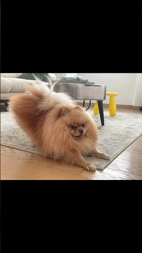 That just my baby dog #pomeranian #cute #pets