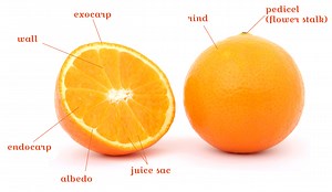 What is the inside of an orange peel called? [2025] | QAQooking.wiki