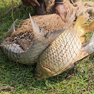 156K views · 721 reactions | Traditional Net Fishing | Lot Of Big Fish Hunting By Cast Net | Fishing In Village Pond (Part-18) #fishing #netfishing #fishhunting | Fishing 24 | Facebook